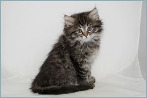 Female Siberian Kitten from Deedlebug Siberians